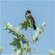 30th Jun 2023 - Reed Bunting