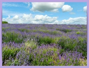 30th Jun 2023 - Cotswold Lavender Farm 1