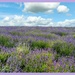 Cotswold Lavender Farm 1 by carolmw