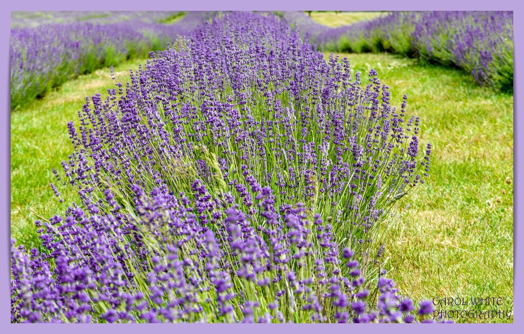 Cotswold Lavender Farm 2 by carolmw