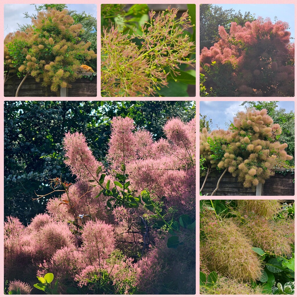 Smoke Tree by serendypyty