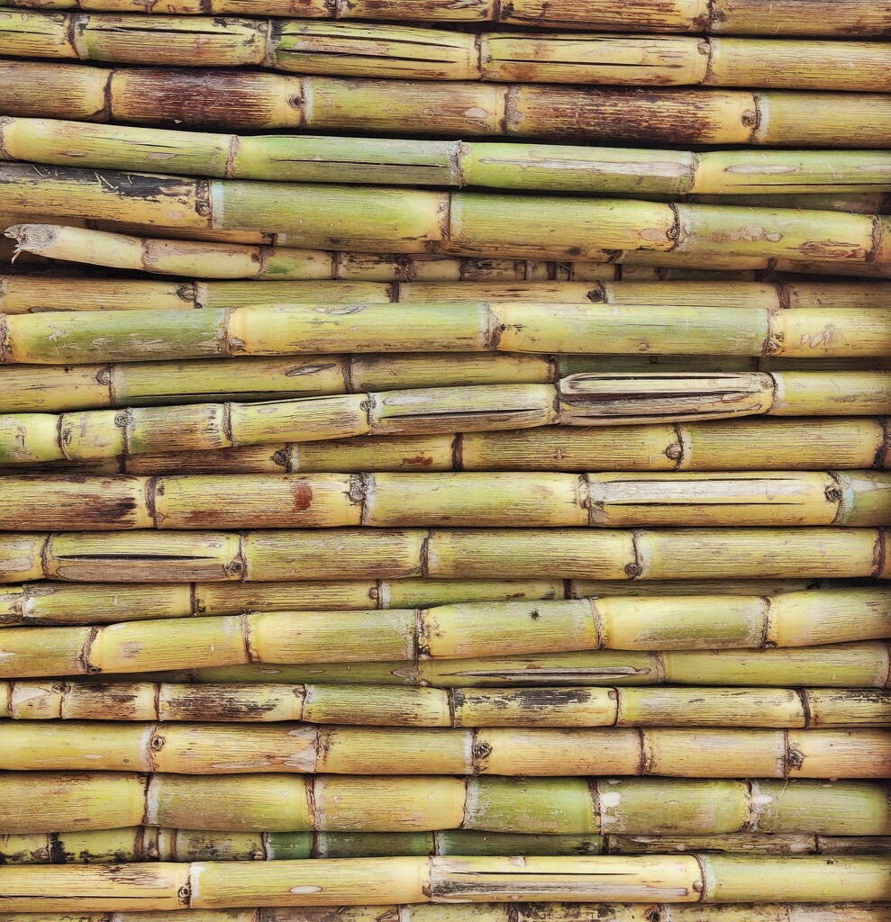Stack of sugar canes by sudo
