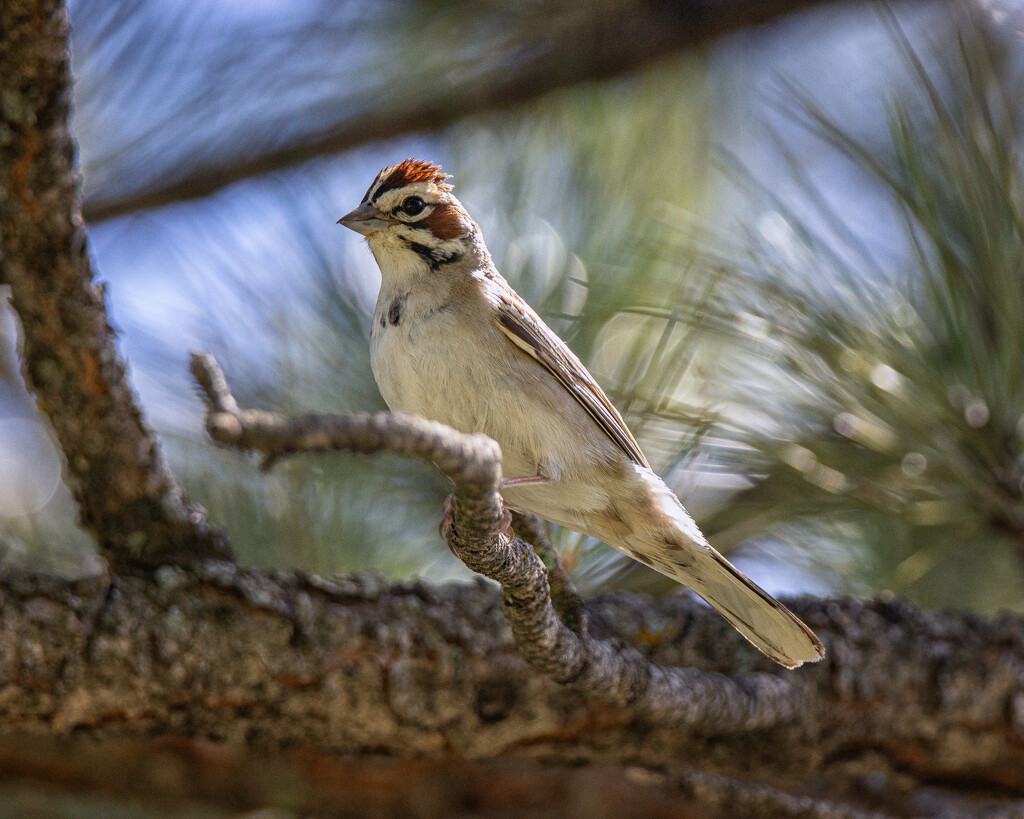 lark sparrow by aecasey