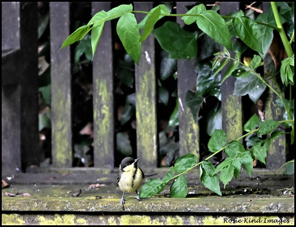 Young female great tit by rosiekind