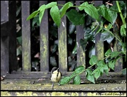 30th Jun 2023 - Young female great tit