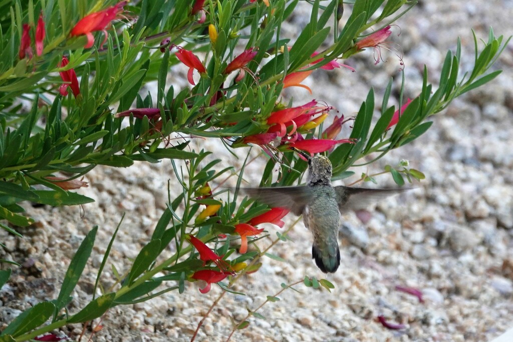Jun 29 Chuparosa and hummingbird by sandlily