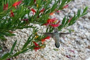 29th Jun 2023 - Jun 29 Chuparosa and hummingbird
