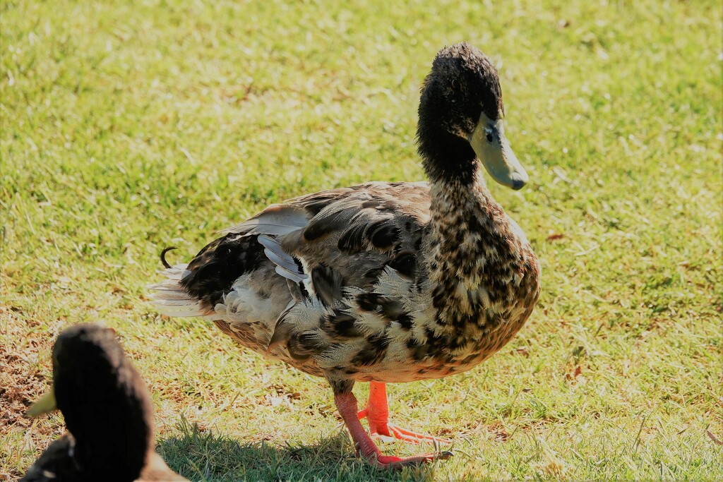Jun 29 Dabbling Duck by sandlily