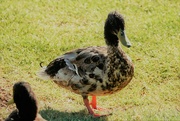 29th Jun 2023 - Jun 29 Dabbling Duck