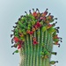 Jun 29 Saguaro top by sandlily