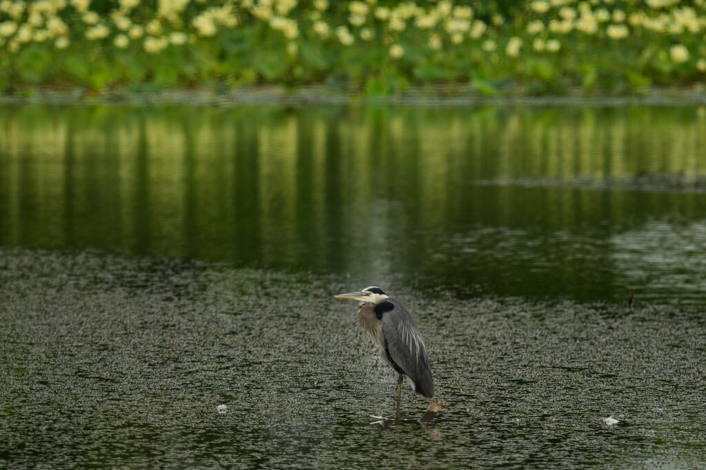 Great Blue Heron and Lily Pads by kareenking