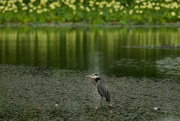 28th Jun 2023 - Great Blue Heron and Lily Pads