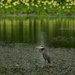 Great Blue Heron and Lily Pads by kareenking