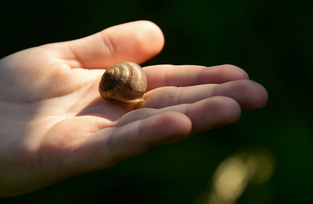 Snail Shell by kareenking