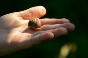 25th Jun 2023 - Snail Shell