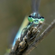 30th Jun 2023 - Dragonfly. I just love these little alien faces!
