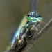 Dragonfly. I just love these little alien faces! by anitaw