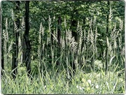 3rd Jun 2023 - Weeds-n-Trees
