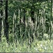 Weeds-n-Trees by bluemoon