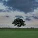 Solitary tree….. by billdavidson