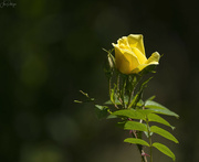 30th Jun 2023 - Yellow Rose 