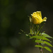 Yellow Rose  by jgpittenger
