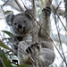 oho a new face! by koalagardens