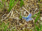 30th Jun 2023 - Silver Studded Blue Butterfly - Male