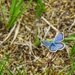 Silver Studded Blue Butterfly - Male by mattjcuk