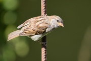 30th Jun 2023 - Female Sparrow