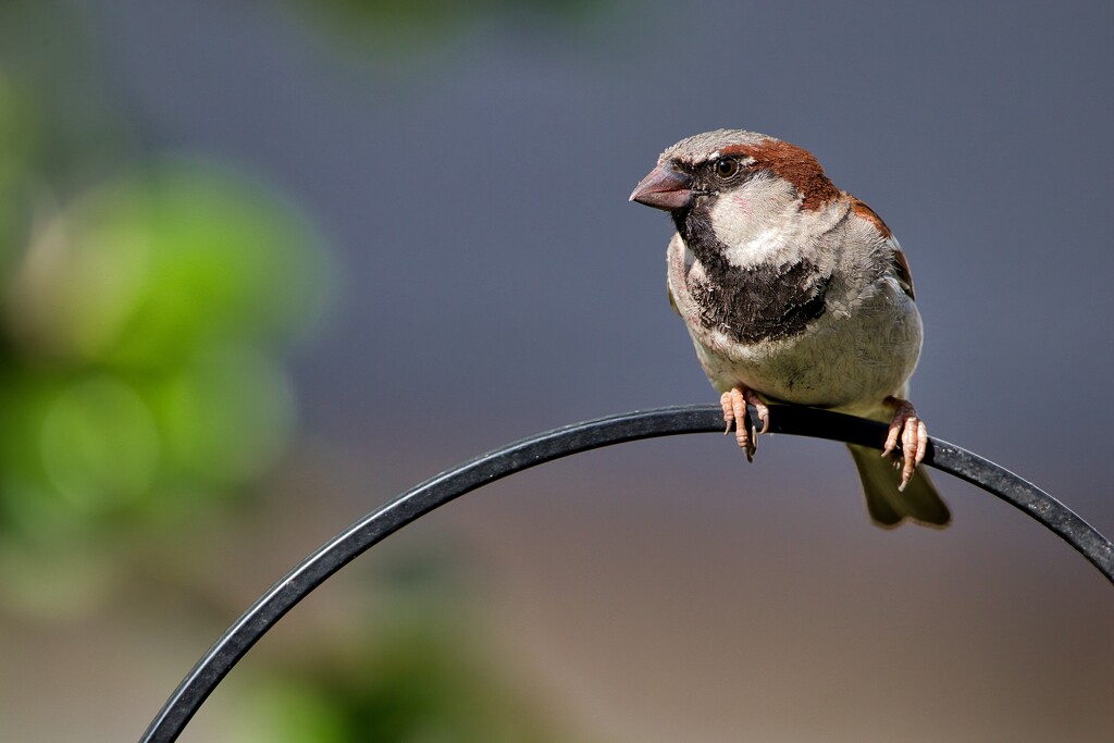 Male Sparrow by okvalle