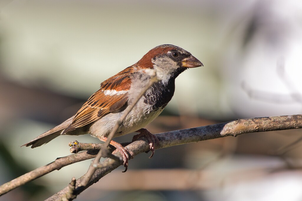 Sparrow on a branch by okvalle