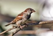 30th Jun 2023 - Sparrow on a branch