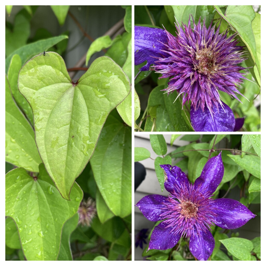 Clematis Collage  by illinilass