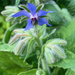 Borage in Bloom by falcon11