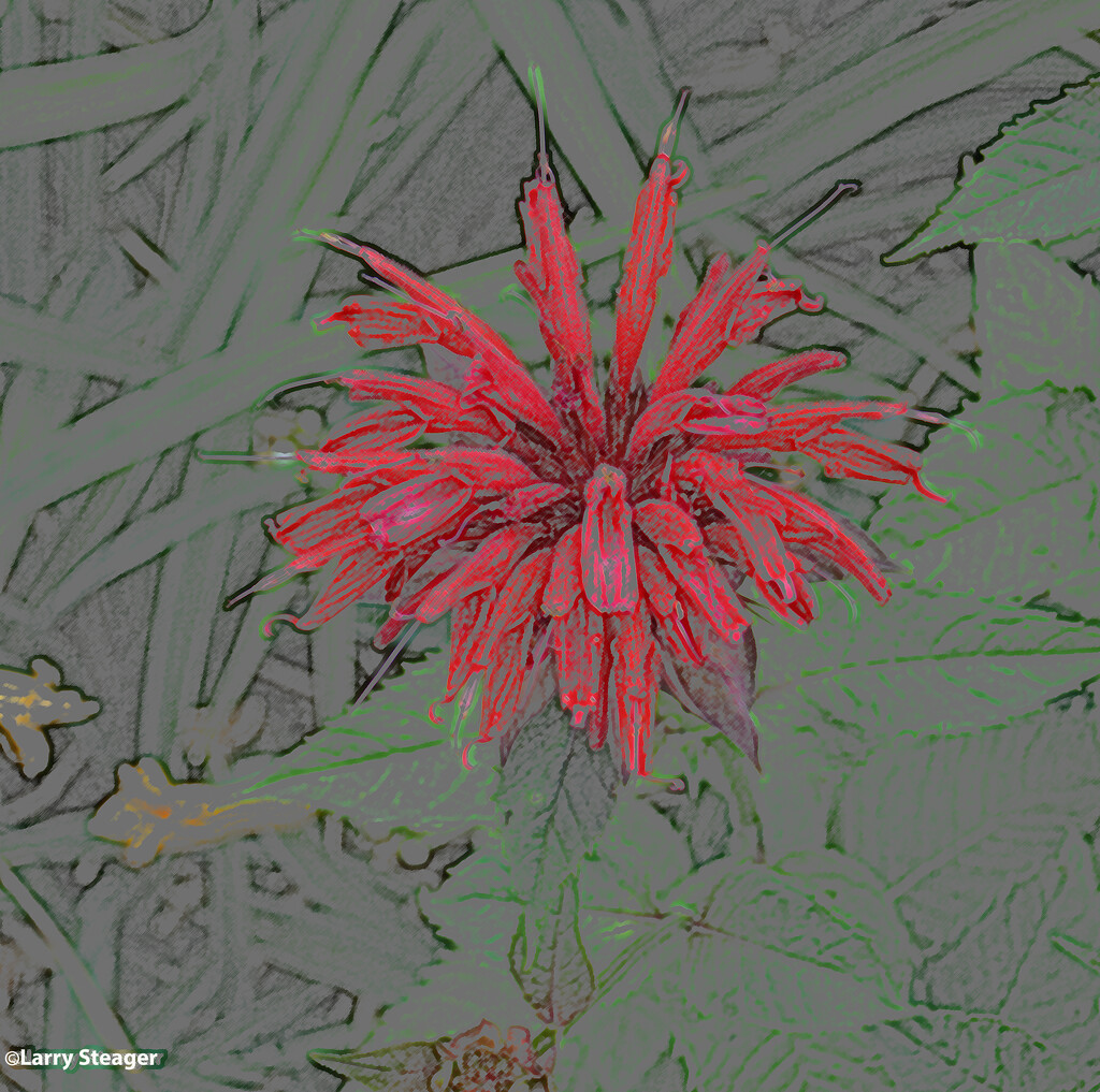 Scarlet beebaulm artistic by larrysphotos