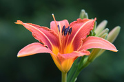 30th Jun 2023 - The First Daylily to Bloom