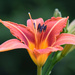 The First Daylily to Bloom by paintdipper