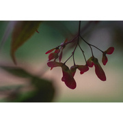 30th Jun 2023 - Japanese Maple seed macro