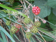 30th Jun 2023 - Unripened Blackberries Behind Shed 