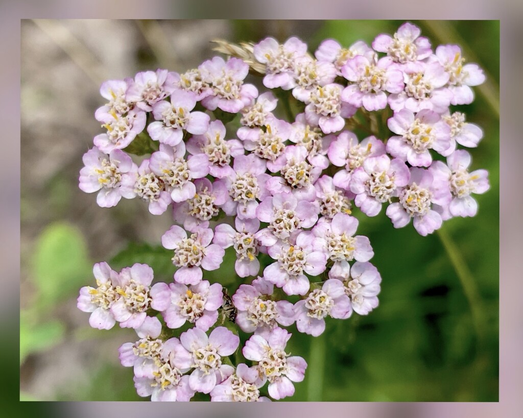 Yarrow~Pretty in Pink by eahopp