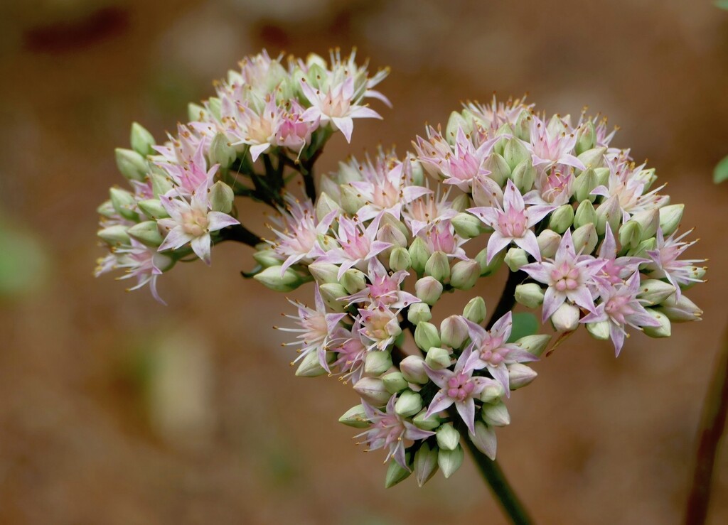 Sedum by sunnygreenwood