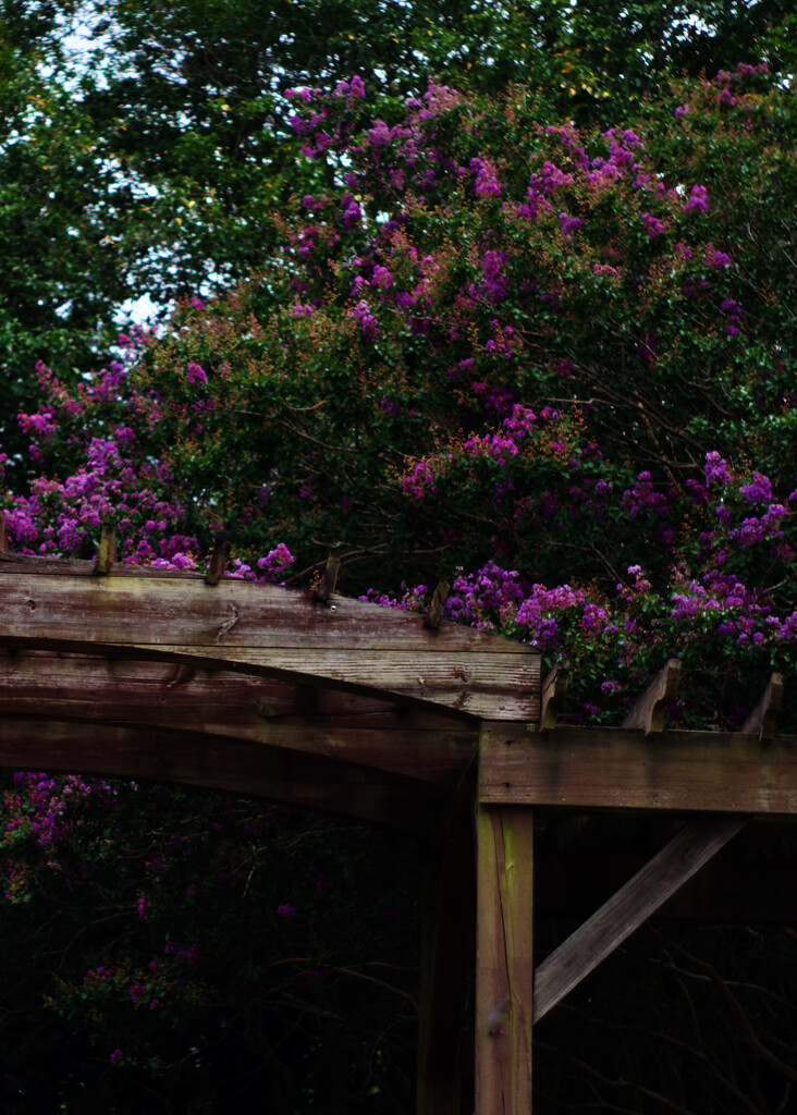 Crepe myrtles by eudora