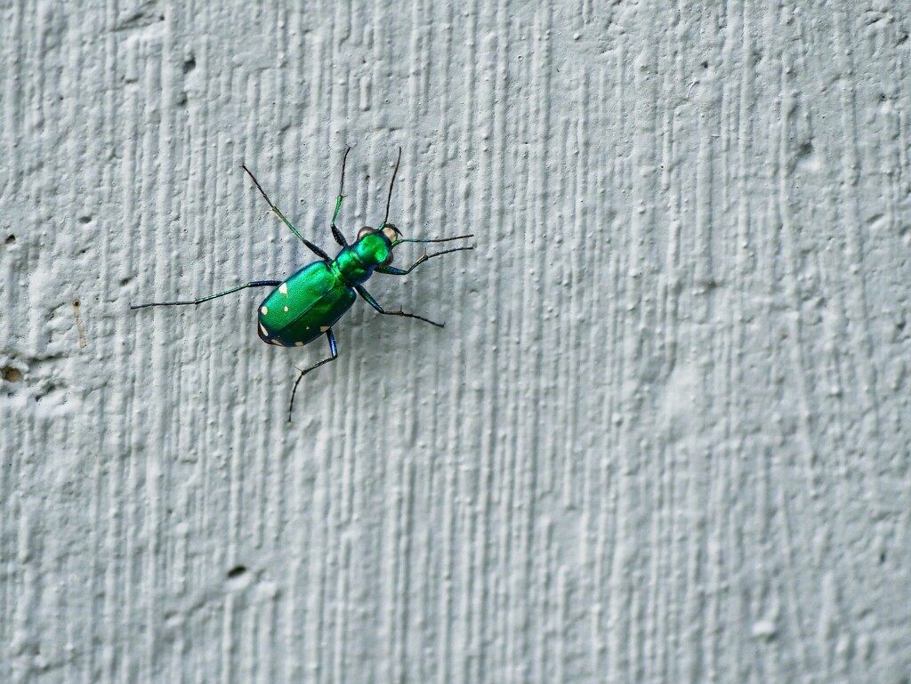 Six-Spotted Tiger Beetle by ljmanning