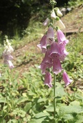 30th Jun 2023 - Fox gloves on the hill at the cottage