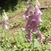 Fox gloves on the hill at the cottage by mltrotter
