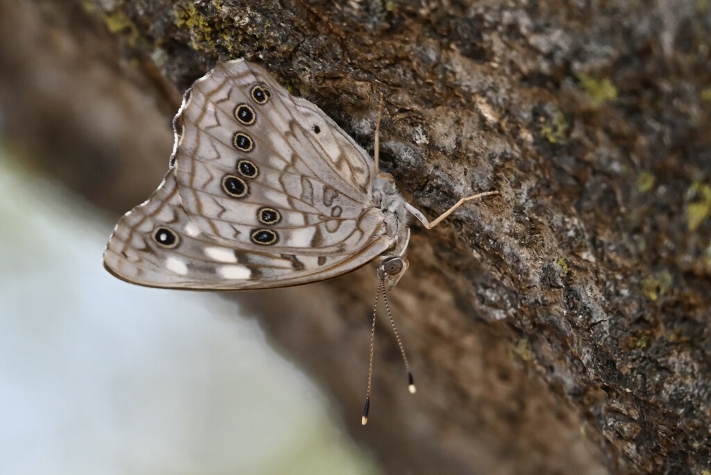 Butterfly on our Oak Tree by metzpah