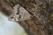 24th Jun 2023 - Butterfly on our Oak Tree
