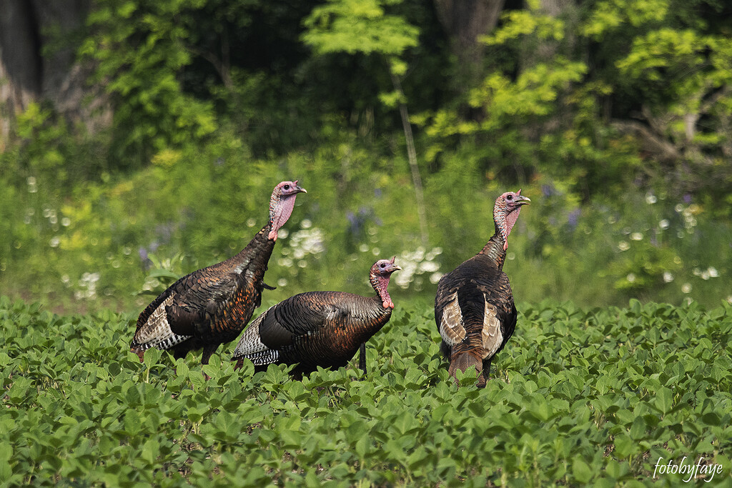 Wild Turkeys by fayefaye