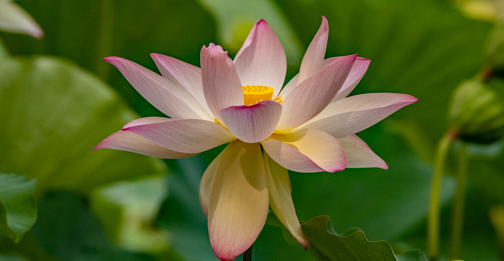One More Lotus Flower! by rickster549